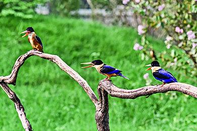 《廖添丁：绝代凶贼之末日》现已在Steam发售 售价68元